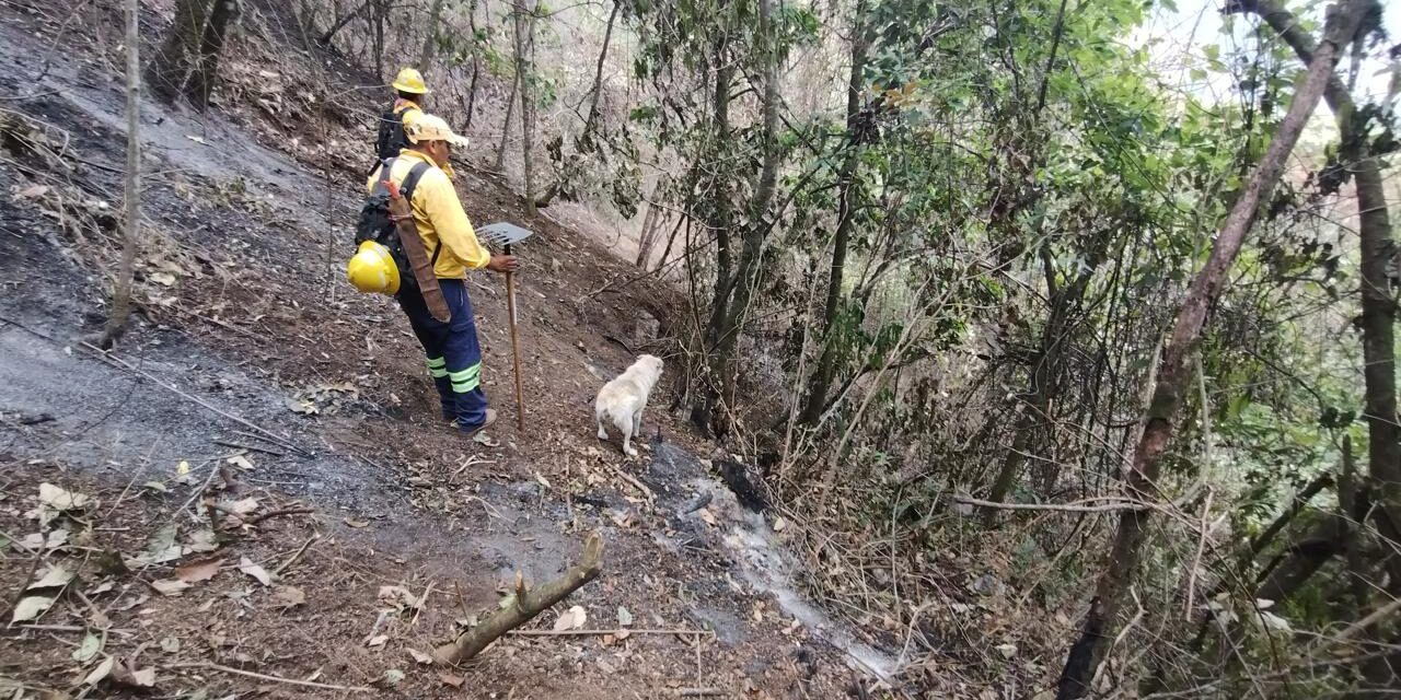 Liquidado el incendio forestal de Río Blanco