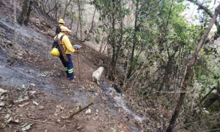 Registra Veracruz más de 6 mil hectáreas afectadas por incendios forestales