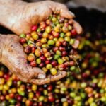 Realizan estudio para comercializar café de las diversas regiones de Veracruz