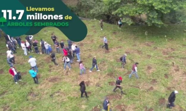 Van más de 11 millones de árboles plantados en Veracruz, viene una nueva reforestación masiva