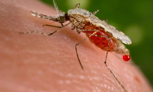 Veracruz registra mil 936 casos de dengue, de los 23 mil 856 que se cuentan en el país