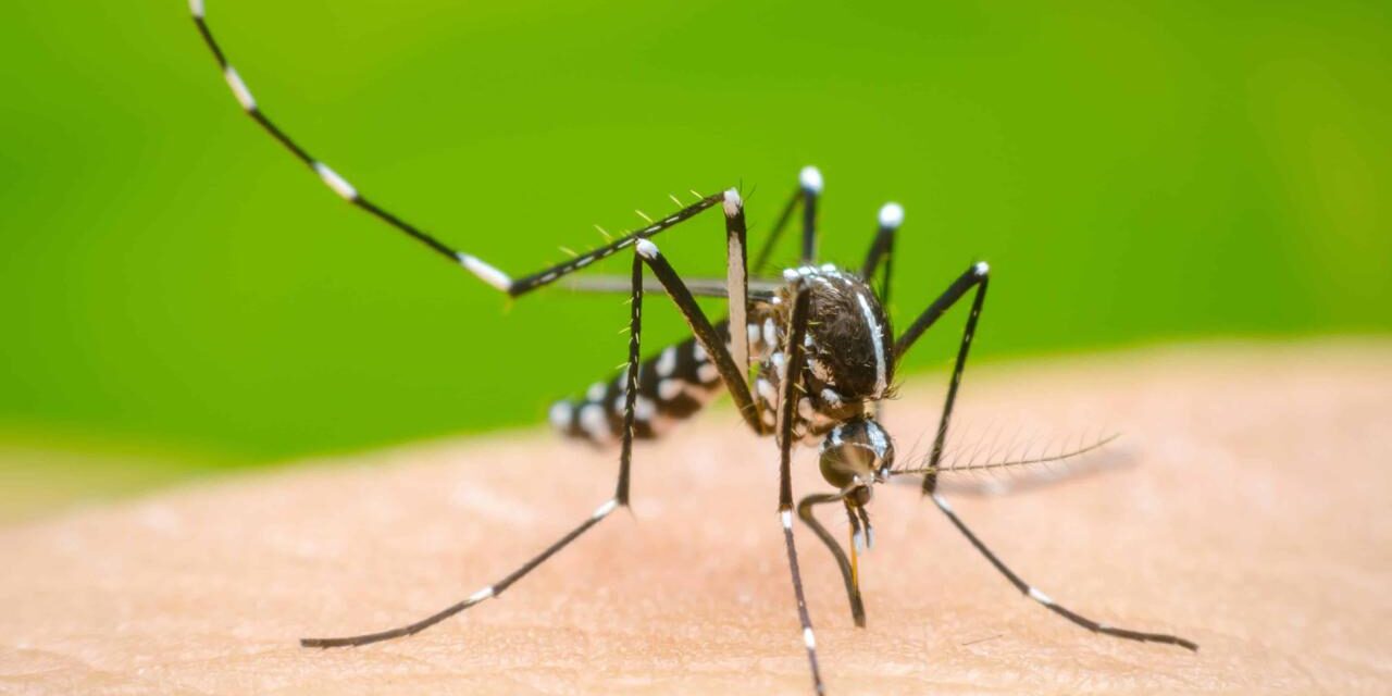 Suman más de 75 mil casos de dengue en el país, Veracruz suma 5 mil 295