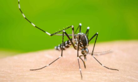 Suman más de 75 mil casos de dengue en el país, Veracruz suma 5 mil 295