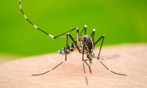 Suman más de 75 mil casos de dengue en el país, Veracruz suma 5 mil 295