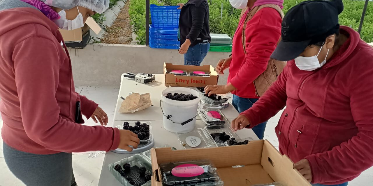 Veracruz fortalece la movilidad laboral agrícola hacia Estados Unidos