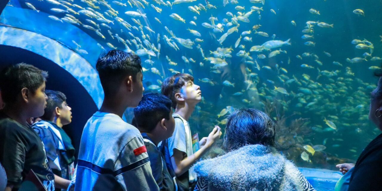 Regresan los Martes Gratis al Aquarium del Puerto de Veracruz