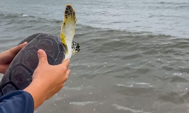 Aquarium y Profepa liberan tres tortugas marinas 