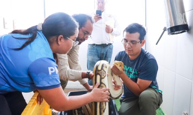 Ejemplar de pitón de 4.6 metros es reubicado en&nbsp;Naturalia