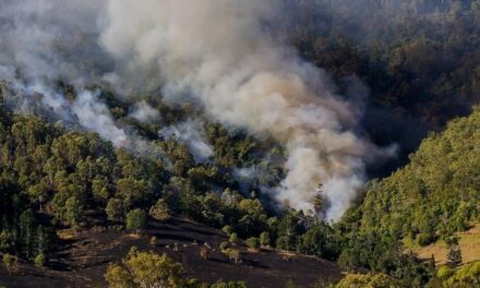 Veracruz se mantiene en noveno lugar nacional respecto a incendios forestales con 26