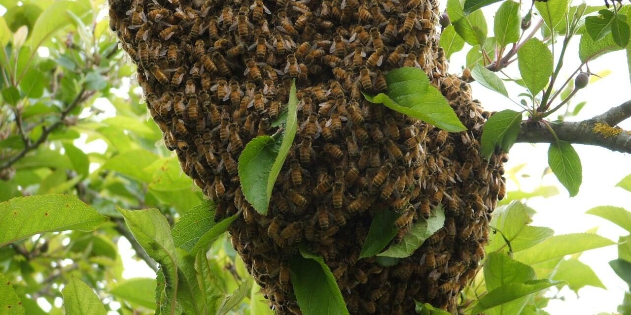 Temporada de calor propicia para enjambres de ‘abeja africanca’, llaman a población tomar previsiones