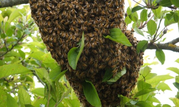 Temporada de calor propicia para enjambres de ‘abeja africanca’, llaman a población tomar previsiones