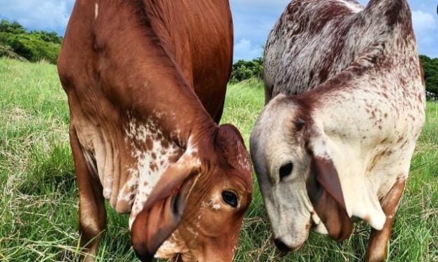 Sedarpa exhorta a ganaderos a evitar el uso de pollinaza para prevenir intoxicaciones