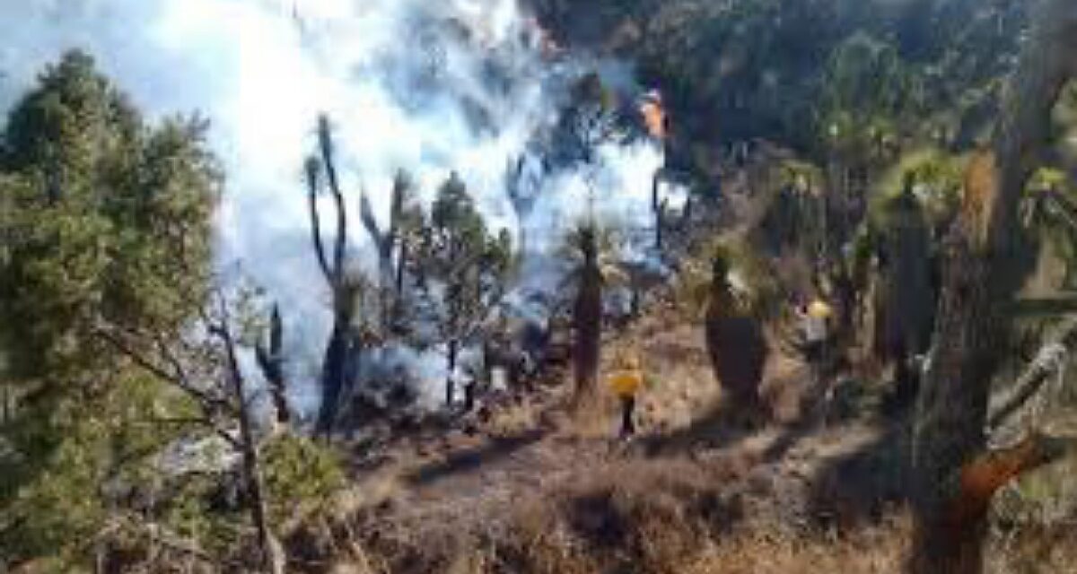 Se coordina PC federal y estatal para hacer frente a incendios forestales, afirma Nahle