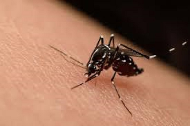 En el país se registran 2 mil 573 casos de dengue, Veracruz acumula 361