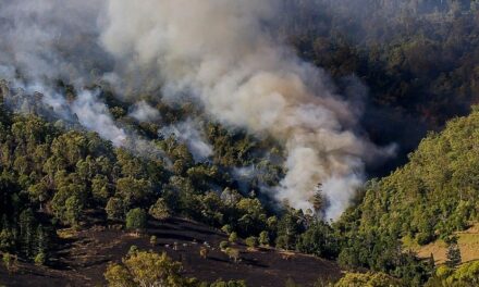 Atiende Veracruz tres incendios forestales activos, van alrededor de 477 hectáreas afectadas
