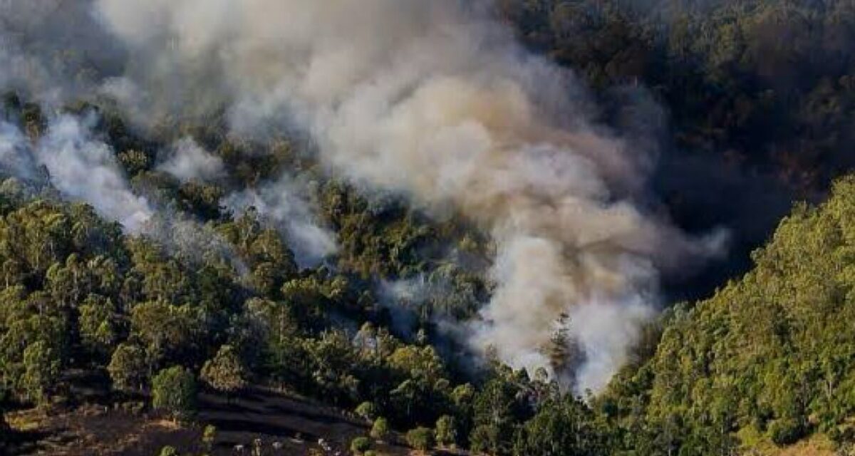 Atiende Estado tres incendios forestales, liquidaron 7 en la entidad