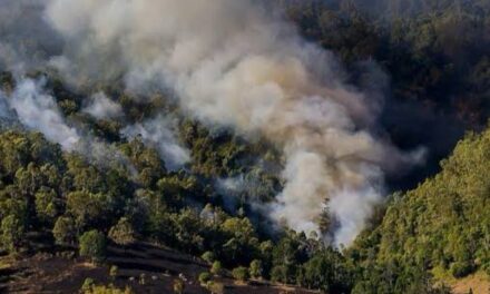 Atiende Estado tres incendios forestales, liquidaron 7 en la entidad