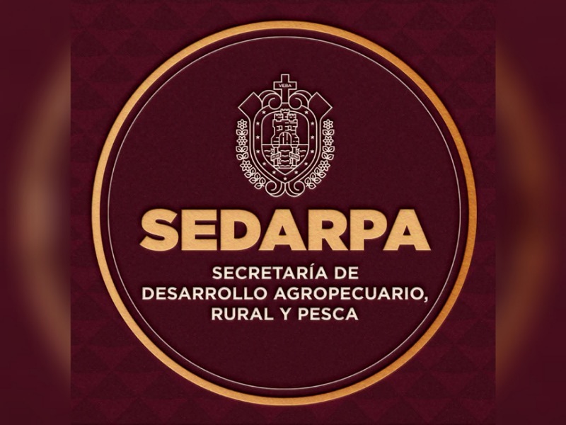 Presencia de gusano barrenador no implica sacrificios ni cuarentenas: Sedarpa