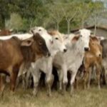 Para proteger hato ganadero veracruzano, realizan campaña zoosanitaria