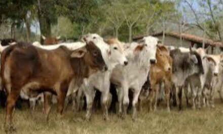 Para proteger hato ganadero veracruzano, realizan campaña zoosanitaria