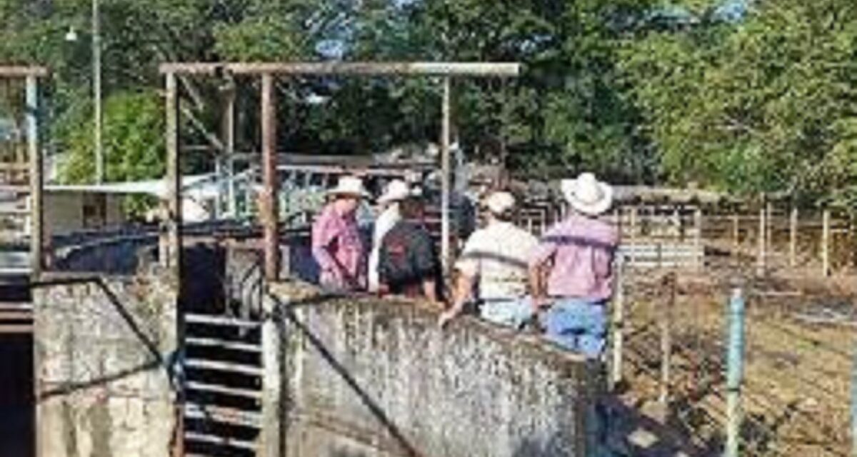 De ser necesario se reforzarán medidas sanitarias en Veracruz contra gusano barrenador