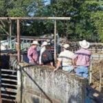 De ser necesario se reforzarán medidas sanitarias en Veracruz contra gusano barrenador