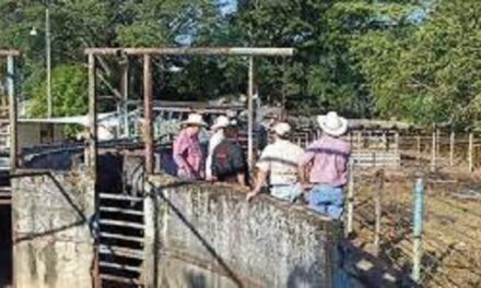 De ser necesario se reforzarán medidas sanitarias en Veracruz contra gusano barrenador