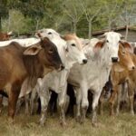 No se van a sacrificar, ni se pondrán en cuarentena hatos ganaderos afectados por el gusano barrenador