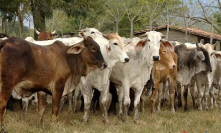 No se van a sacrificar, ni se pondrán en cuarentena hatos ganaderos afectados por el gusano barrenador