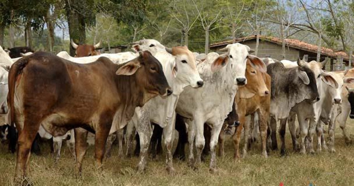 No se van a sacrificar, ni se pondrán en cuarentena hatos ganaderos afectados por el gusano barrenador