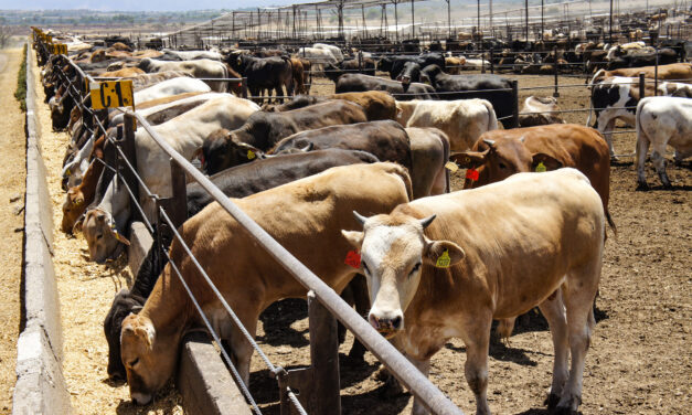 Trump reabre sus fronteras al ganado mexicano… Controlado el gusano barrenador