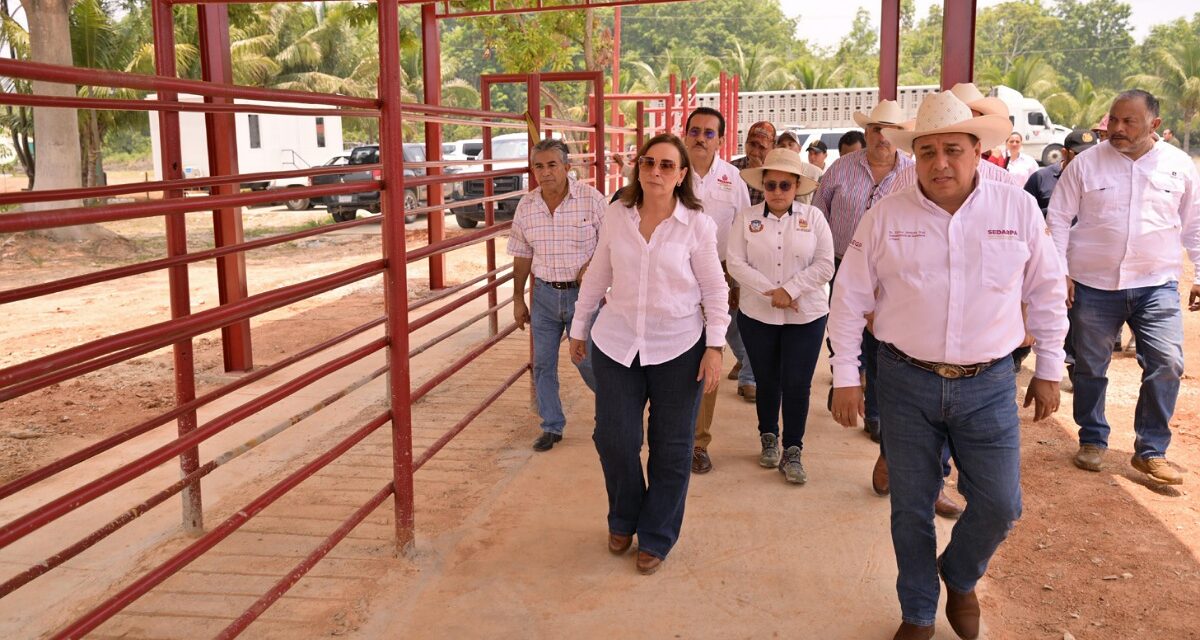 Camionetitas de sanidad animal parte de la estrategia de prevención y combate al gusano barrenador en Veracruz: Rocío Nahle
