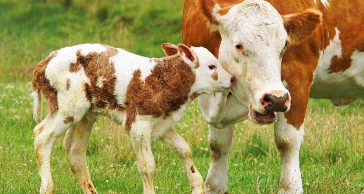 En Veracruz se vacunará contra brucelosis a más de 585 mil animales