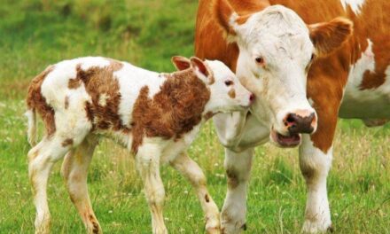 En Veracruz se vacunará contra brucelosis a más de 585 mil animales