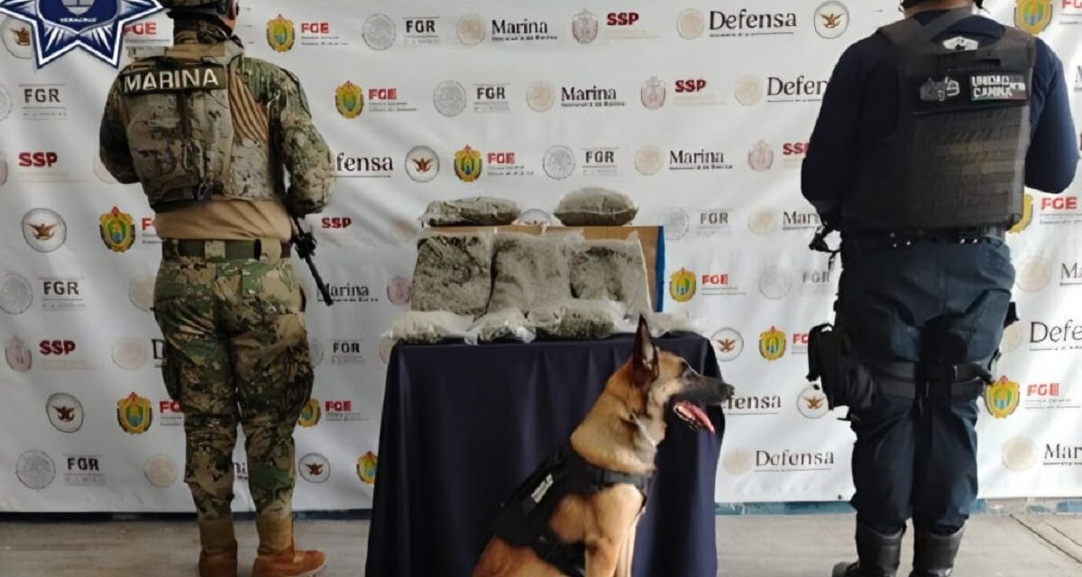 Coordinación efectiva en operativos; 13 detenidos y diversos aseguramientos