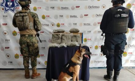 Coordinación efectiva en operativos; 13 detenidos y diversos aseguramientos