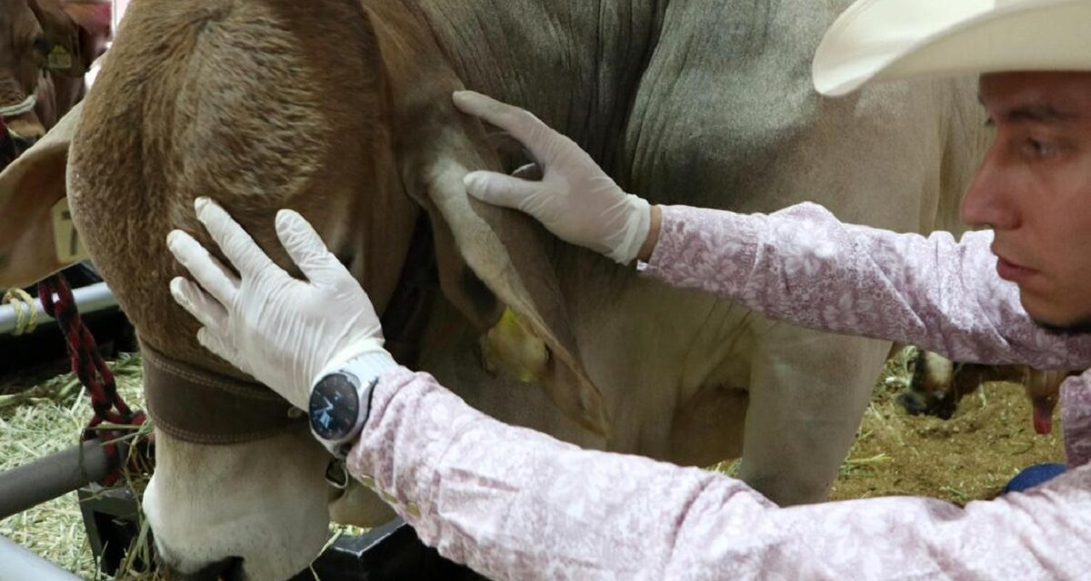 Aplica México protocolos ante caso de Gusano Barrenador; ‘exagerado’ cerrar importaciones, señala Sheinbaum