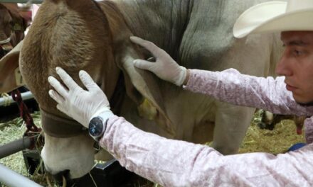 Aplica México protocolos ante caso de Gusano Barrenador; ‘exagerado’ cerrar importaciones, señala Sheinbaum