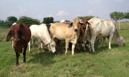 Blindan Veracruz ante ‘gusano barrenador’, hay 27 puntos de vigilancia