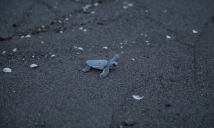 Liberan 178 crías de tortuga verde en playas de Nautla
