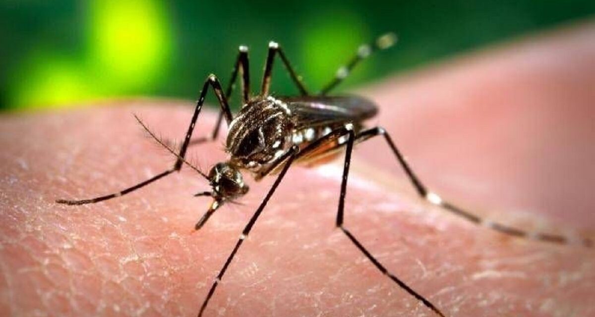 En todo el país se registran 6 mil 30 casos de dengue y 32 defunciones