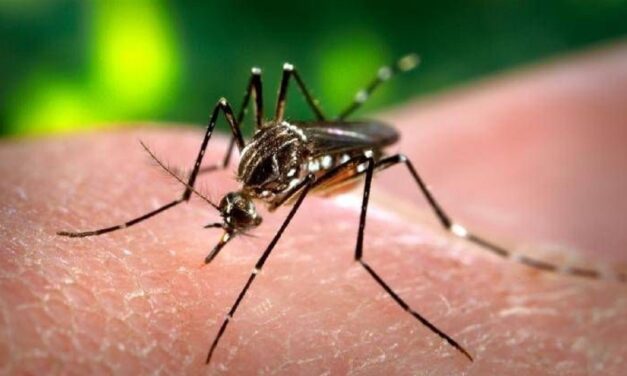 En todo el país se registran 6 mil 30 casos de dengue y 32 defunciones