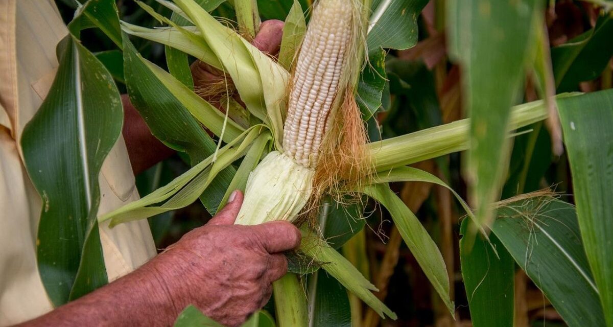 ‘Plan México’ en producción de maíz blanco avanza en Veracruz