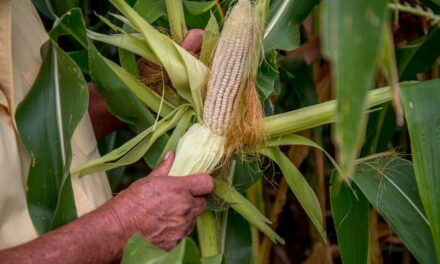 ‘Plan México’ en producción de maíz blanco avanza en Veracruz