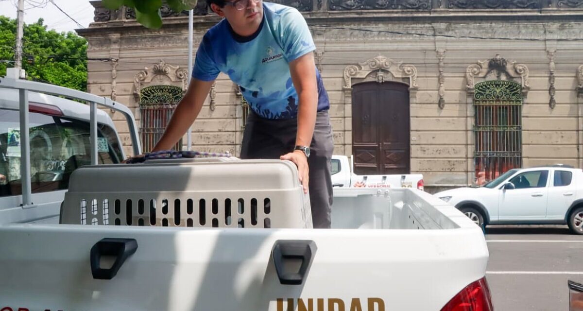 PMA garantiza atención veterinaria y adopciones responsables de animales en refugios