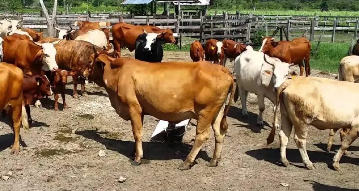 Refuerzan acciones de combate contra ‘Gusano Barrenador del Ganado’ en Veracruz y el país