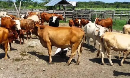 Refuerzan acciones de combate contra ‘Gusano Barrenador del Ganado’ en Veracruz y el país