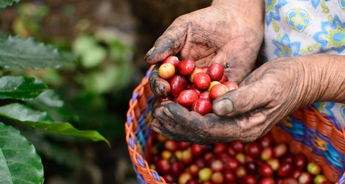 Día Internacional del Café: Veracruz, tierra de riqueza cafetalera y motor de turismo