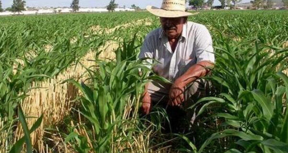 Crean 30 Unidades de Desarrollo Agropecuario Integral en Veracruz