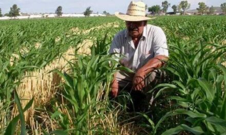 Crean 30 Unidades de Desarrollo Agropecuario Integral en Veracruz